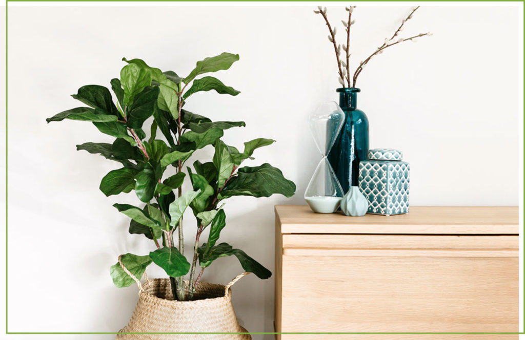 fiddle leaf fig tree