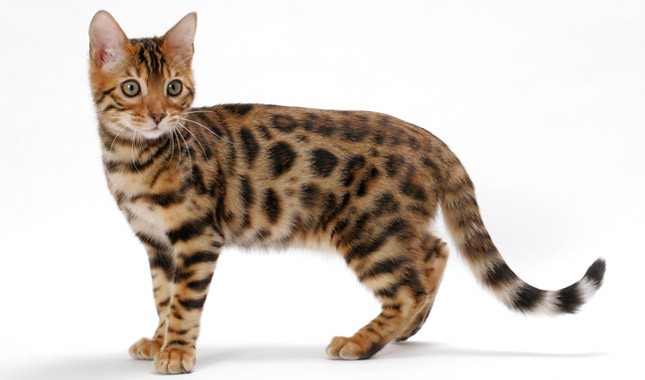 Bengal cat breeders