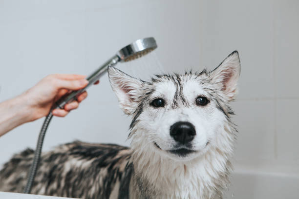 best dog shampoo for huskies