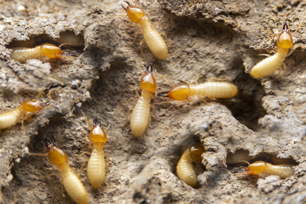 Termite Treatment 