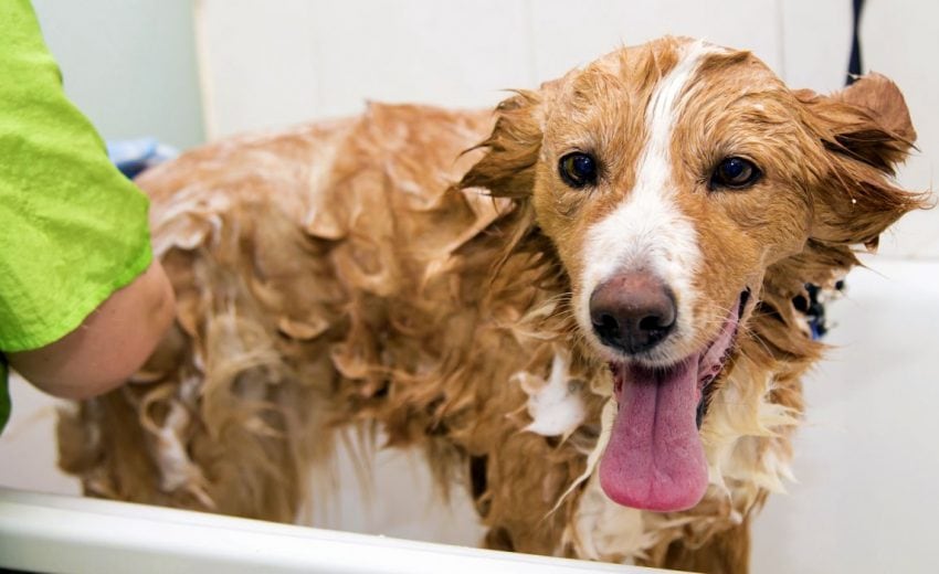 dog shampoo